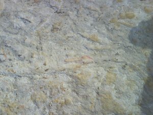 Dinosaurierspuren im Obernkirchener Sandstein. (Foto:  obk-info)