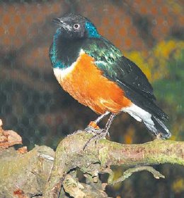 Viele farbenprchtige Vogelarten sind in der Liethhalle prsentiert worden. (Foto:  SN jp)