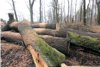 Trotz Kyrill: Holz wird nicht billiger (Foto:  SN rnk)