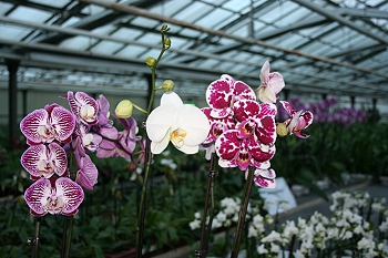 Orchideenzucht Lemfrde