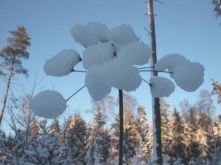 Winter im Bckeberg