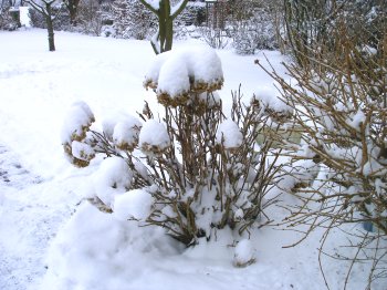 Winter in Obernkirchen