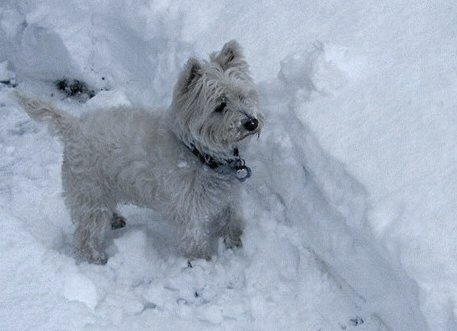 Starke Schneeflle in der Nacht zum Freitag