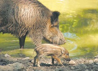 Eine Bache mit ihrem Nachwuchs. (Foto:  SN sig)