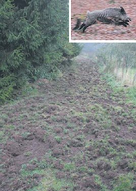 Gute Deckung und reich gedeckter Tisch. (Fotos:  SN tol, rnk)