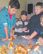 Im Jugendzentrum werden die gesammelten Pilze begutachtet. (Foto:  SN pr.)