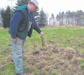 Wildschweine pflgen Weideflchen um. (Foto:  SN sig)