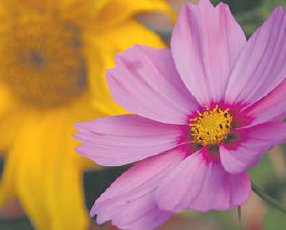 Der Mrz ist die wichtigste Zeit, um den Garten fr den Frhling und Sommer fit zu machen. (Foto:  SN rnk)