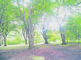 Buchenbestand auf der Lieth. (Foto:  SN sig)