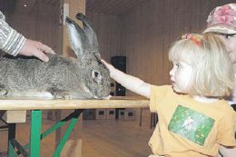 Treffen des Rassekaninchenzuchtvereins F581 Lindhorst. (Foto:  jp)