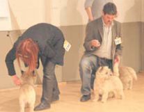 34 Terrierrassen in der Liethhalle. (Foto:  SN rnk)