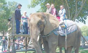 Im Tierpark Strhen konnen die weirussischen Ferienkinder eine Runde mit den Dickhutern drehen. (Foto:  SN pr.)