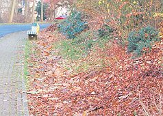 Wiesengrund verwildert zum Waldgrund. (Foto:  SN clb)