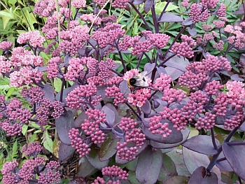 Garten Brockmann