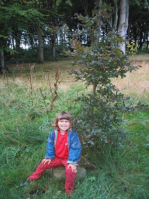 Melinas Baum