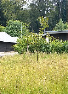 Erinnerungswald auf der Lieth