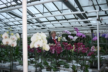 Orchideenzucht Lemfrde