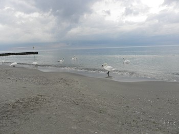 Reise nach Kolberg und Kslin
